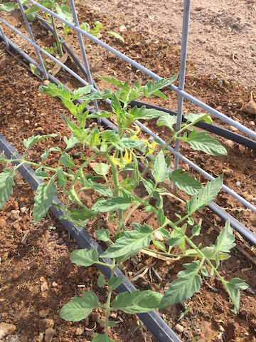 Blooming tomato plant